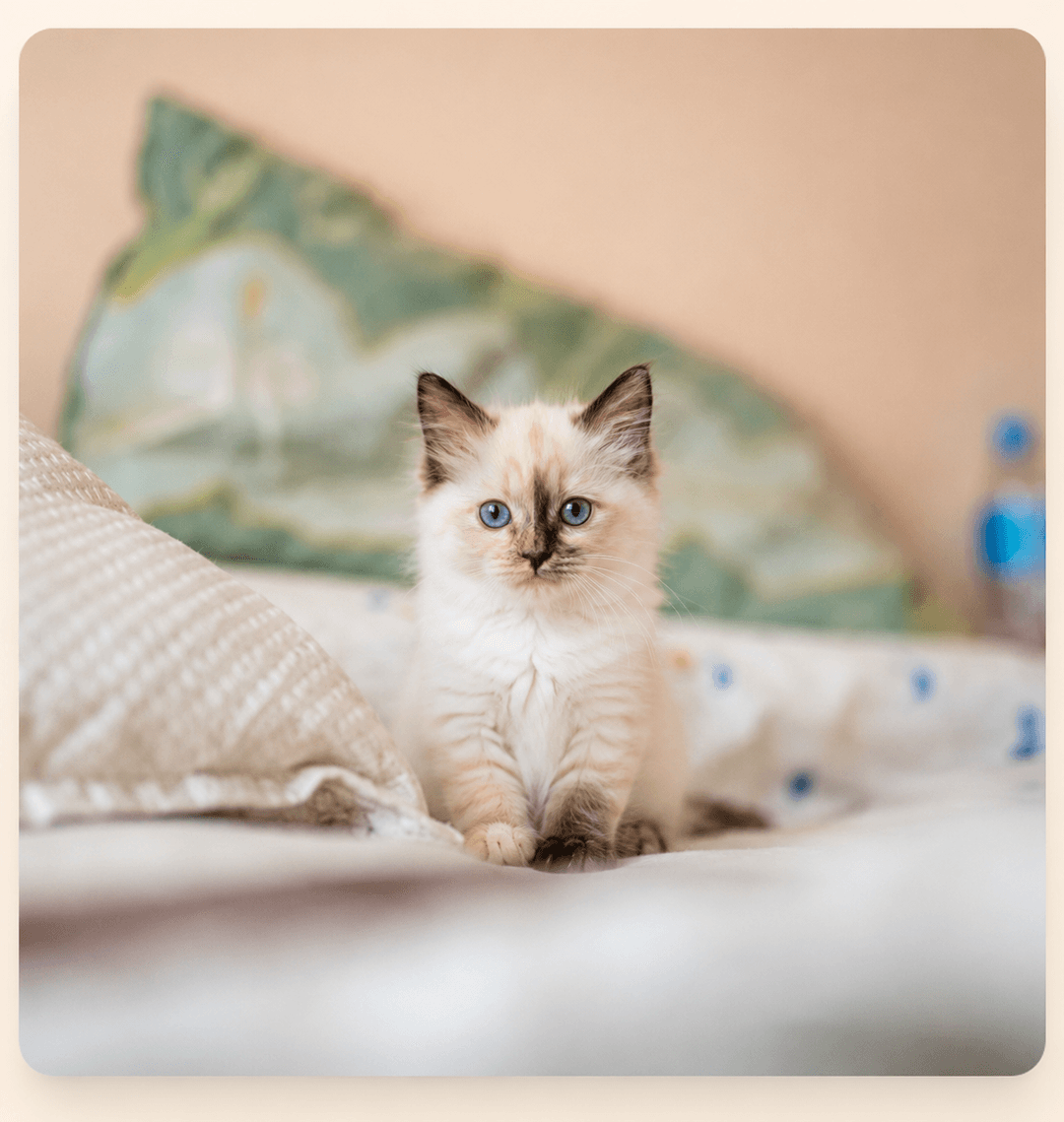 Birmadoll Tortie point kitten