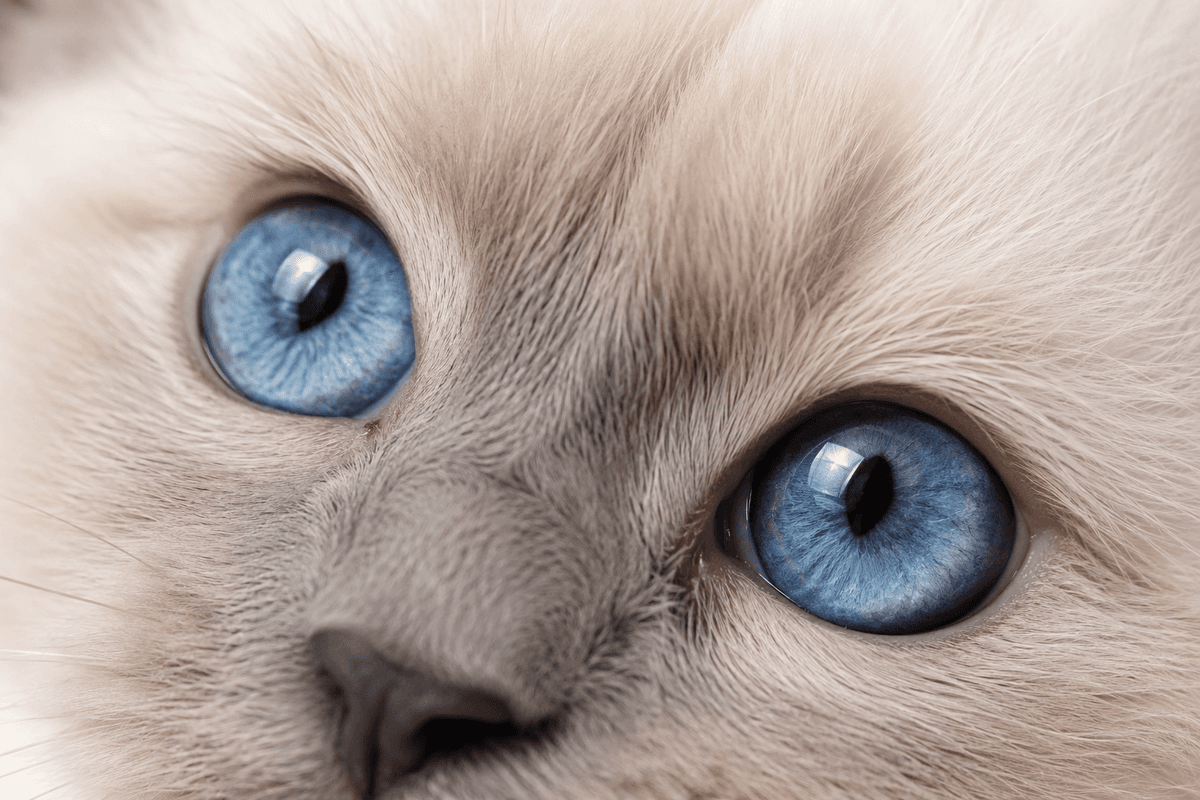 Birmadoll with stunning blue eyes