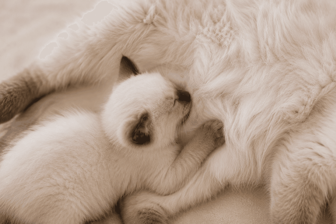 Birmadoll kitten drinking at mother