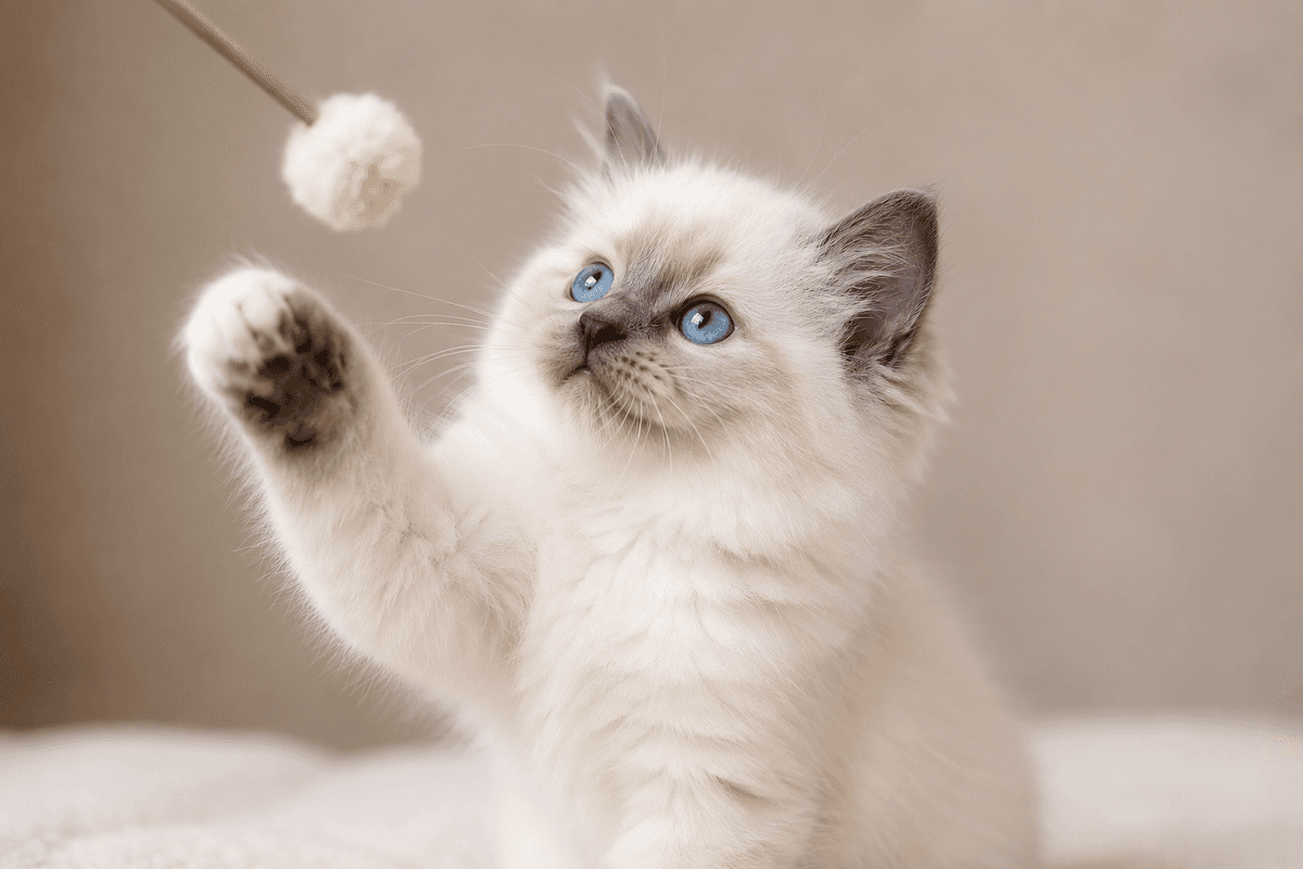 Birmadoll kitten playing